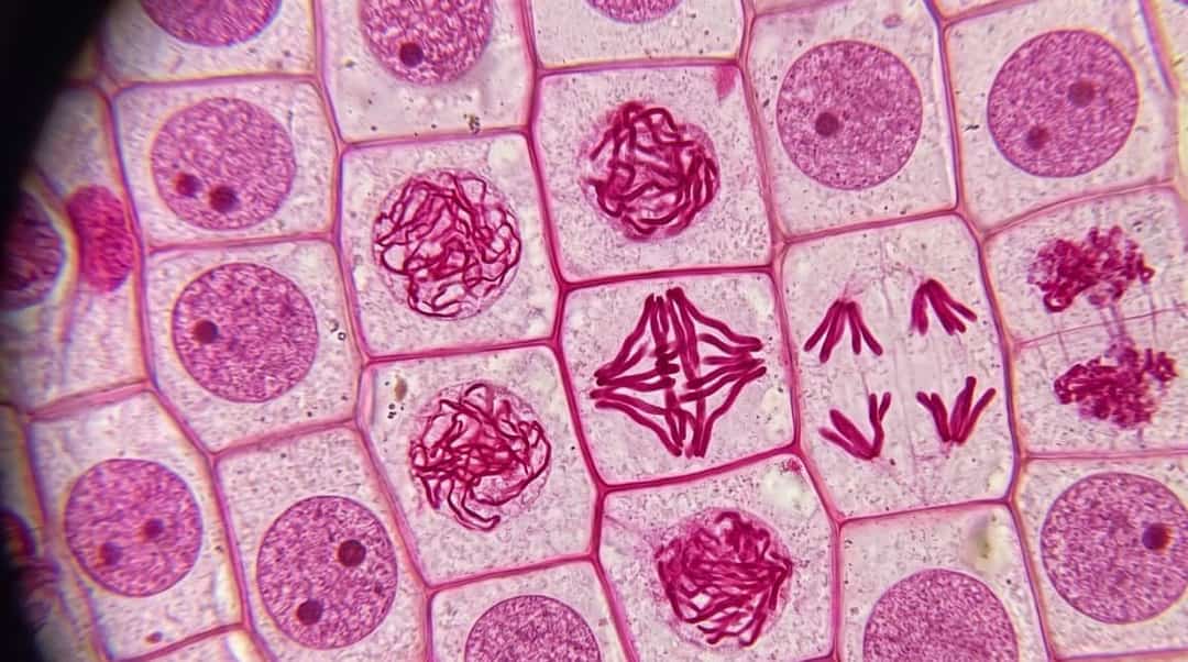 Mitosis in Onion Root Tip Cells via Squash Method