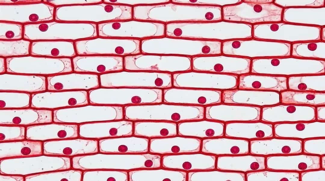 Temporary Mount of Onion Peel Epidermal Cells