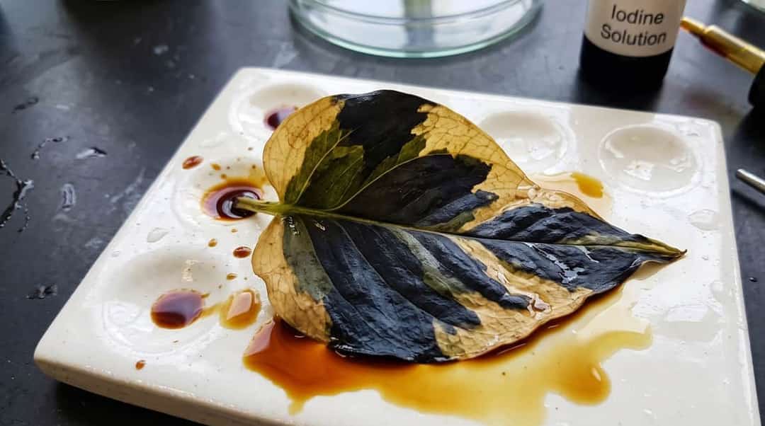 Light & Starch Test for Photosynthesis in Variegated Leaves