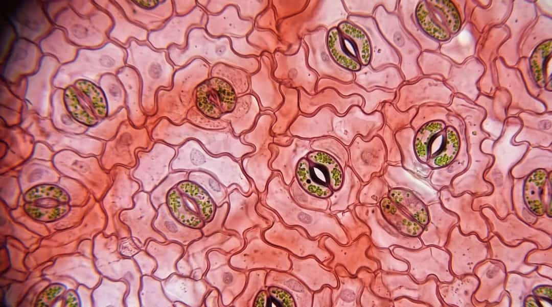 Distribution and Density of Stomata on Leaf Surfaces